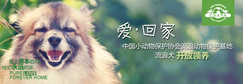 德国品赫漆携手腾讯公益助力中国小动物保护协会为流浪动物献爱心